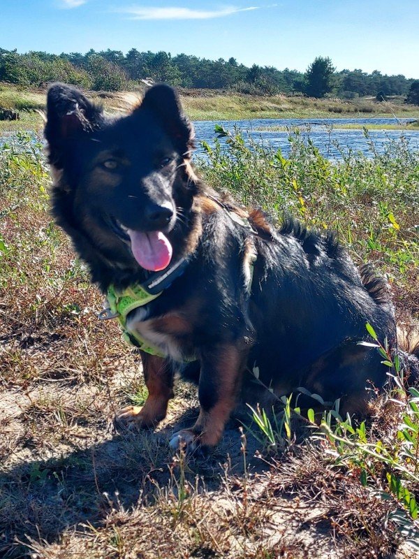 Kaya