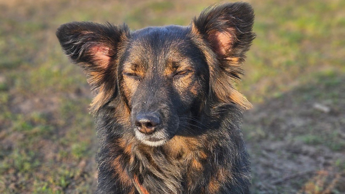 Kaya