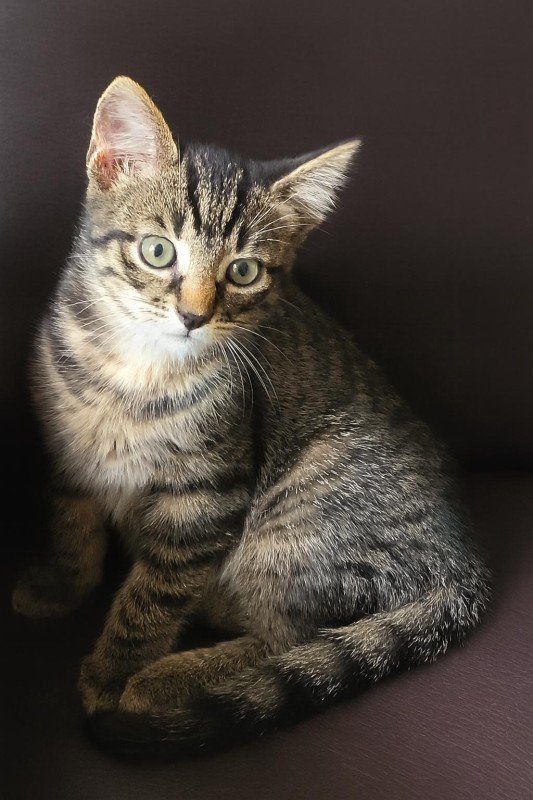 Suki