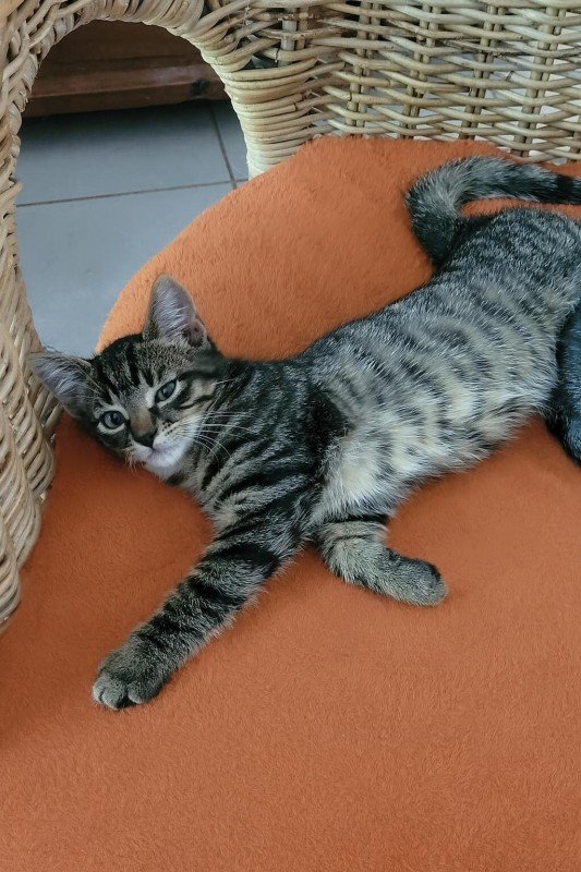 Suki