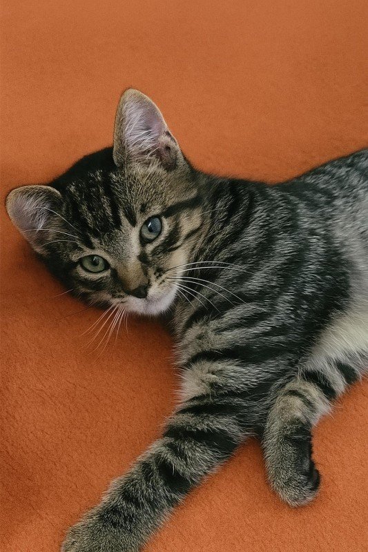 Suki