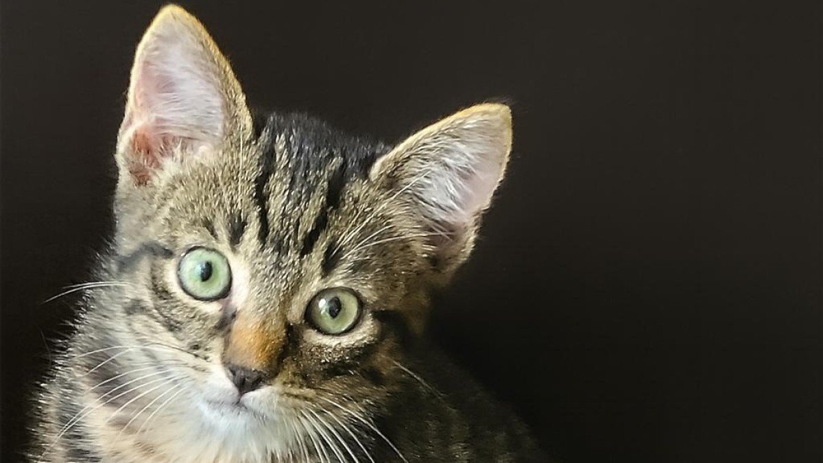 Suki