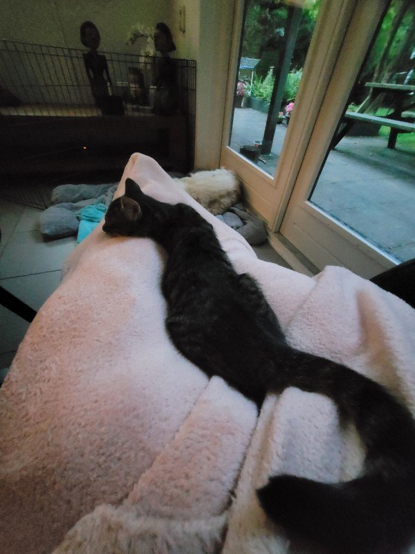 Suki