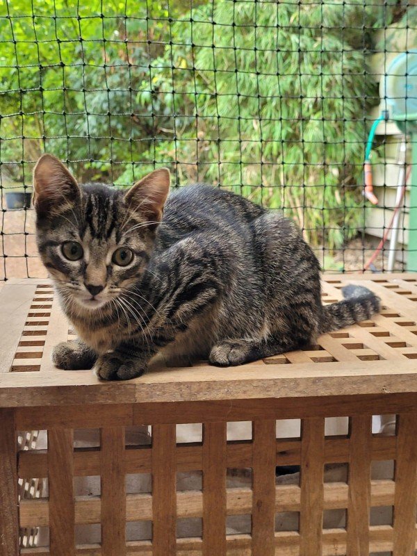 Suki