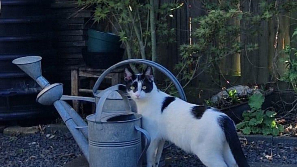 Joep