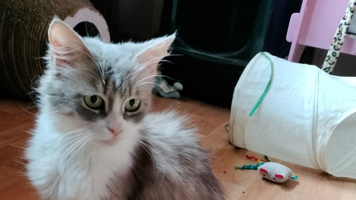 Libby