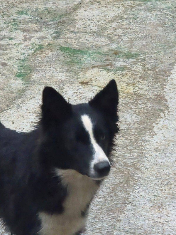 Bella