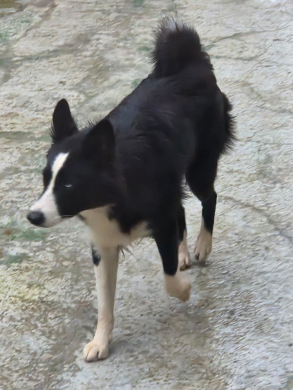 Bella