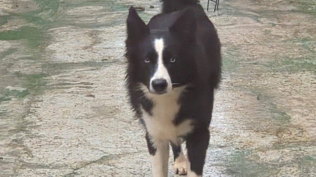 Bella