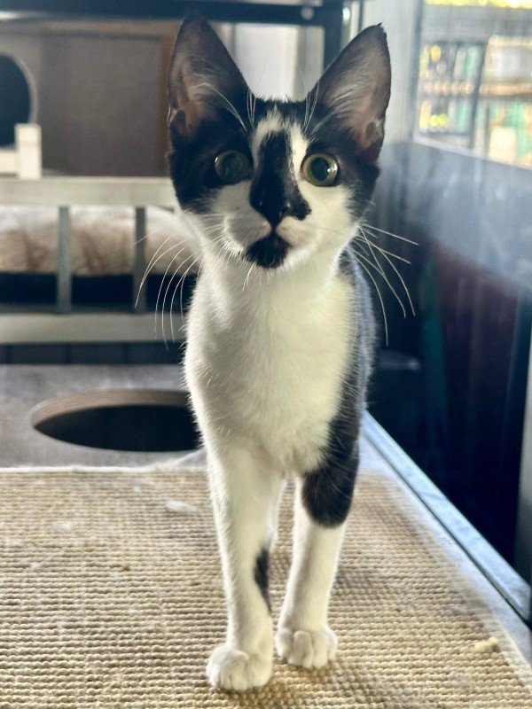 Eloise