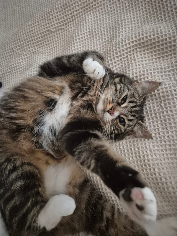 Millie