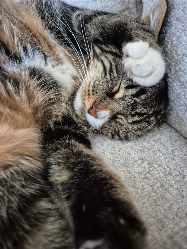 Millie