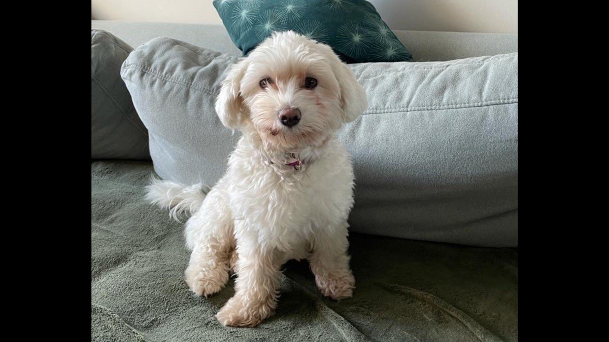 Emmy