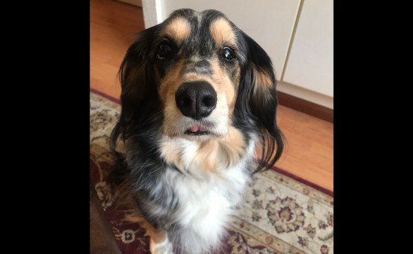 Boris