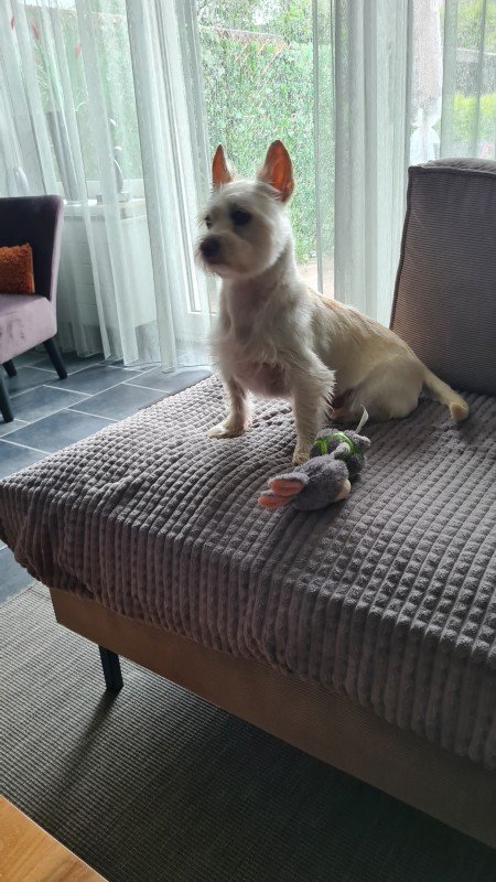 Ziggy