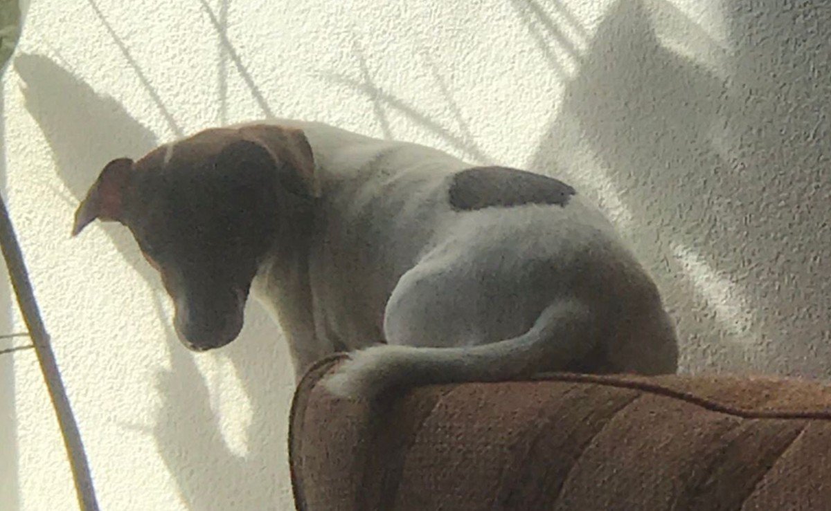 Lola