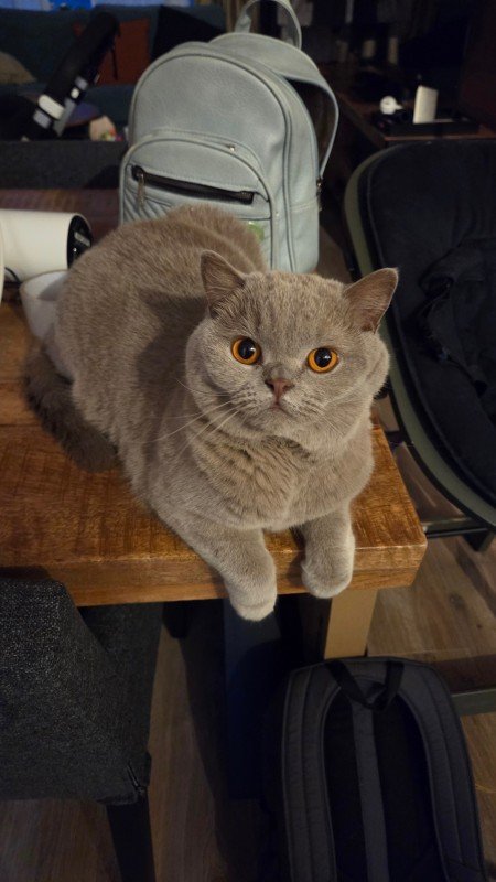 Teddy
