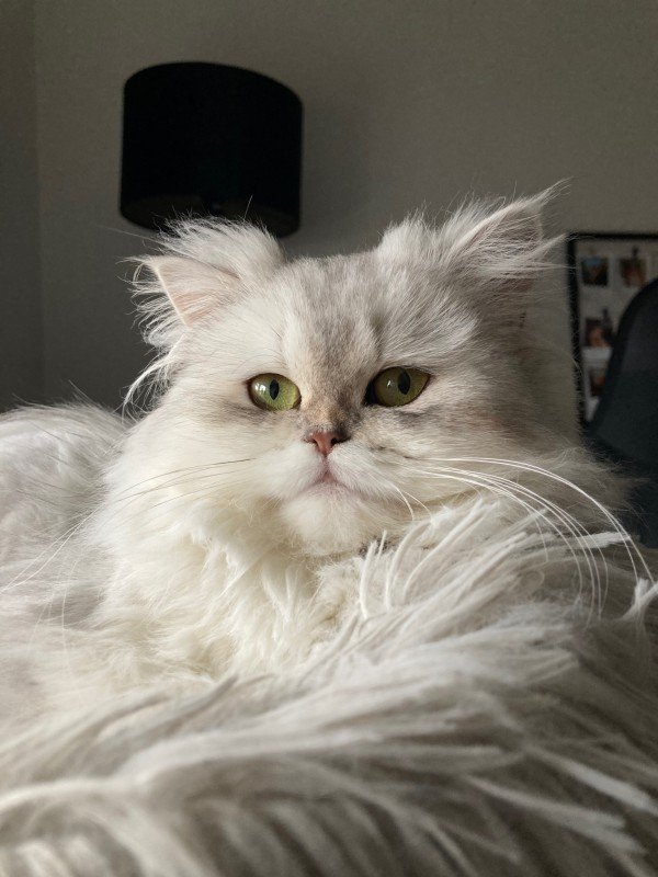 Mia