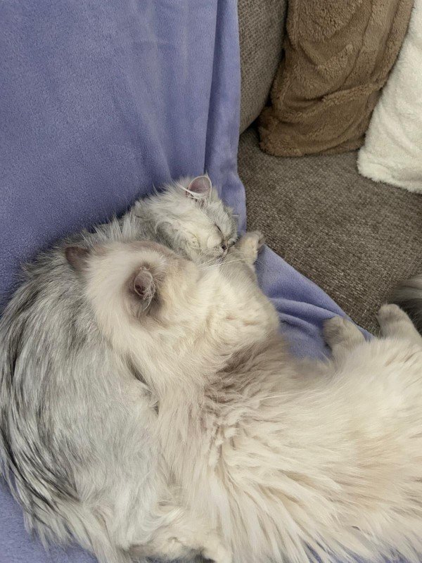 Mia