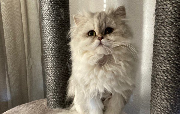 Mia