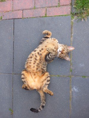 Simba