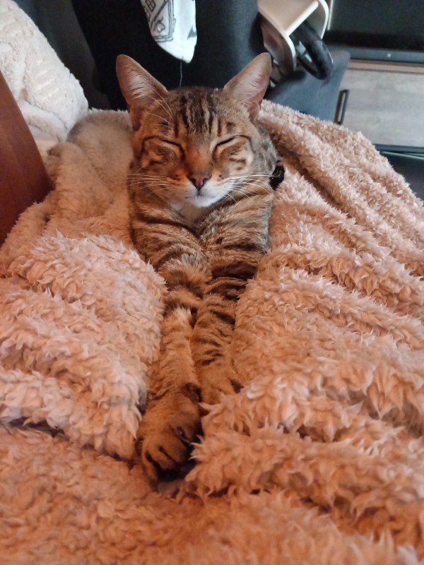 Simba
