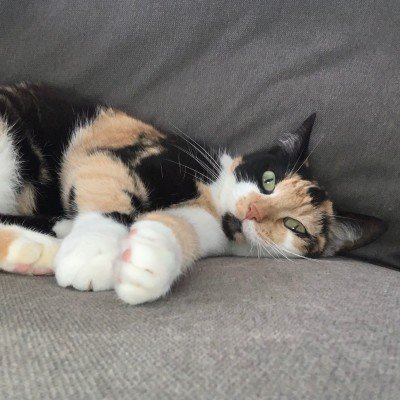 Poes