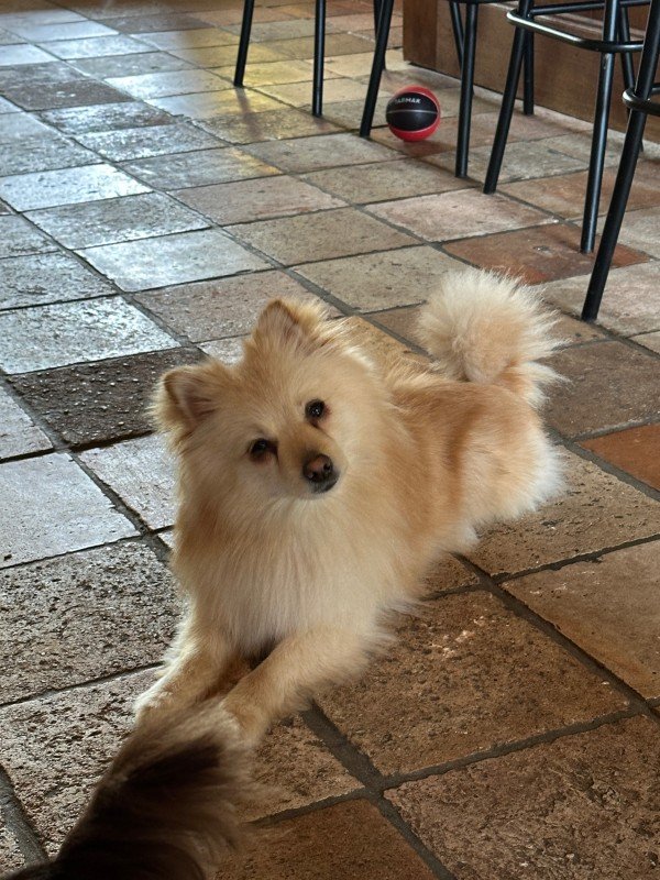 Didi