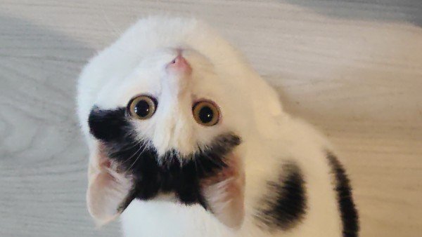 Mira