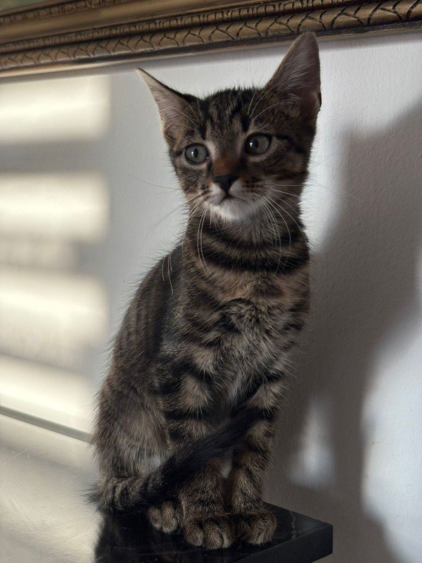 Roni