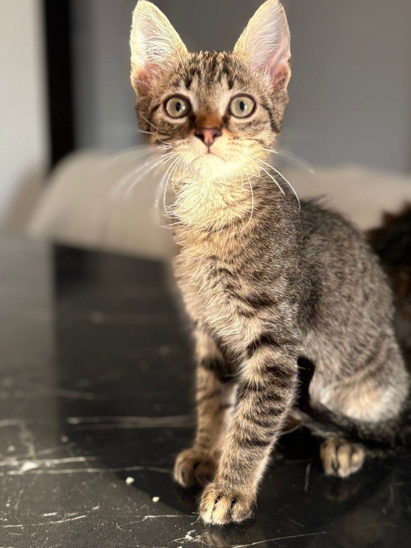 Loki