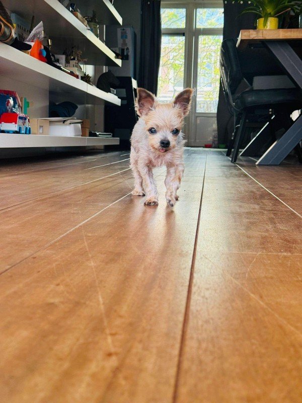 Gracie
