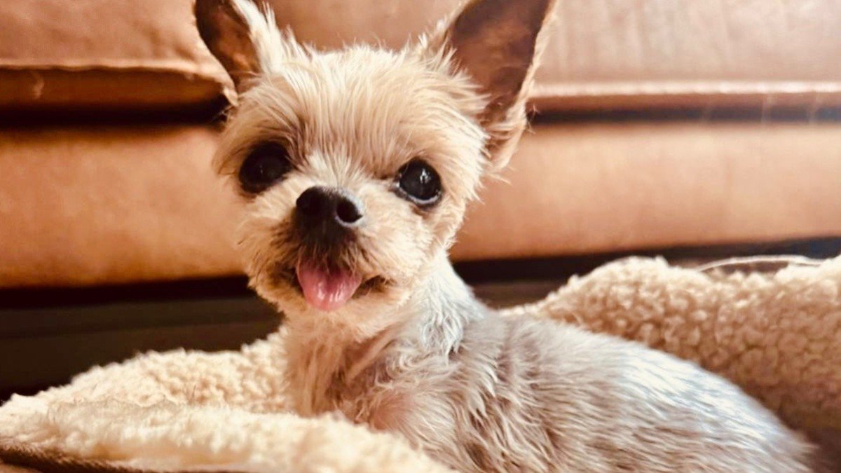Gracie