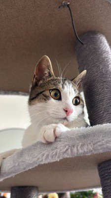 Kubi
