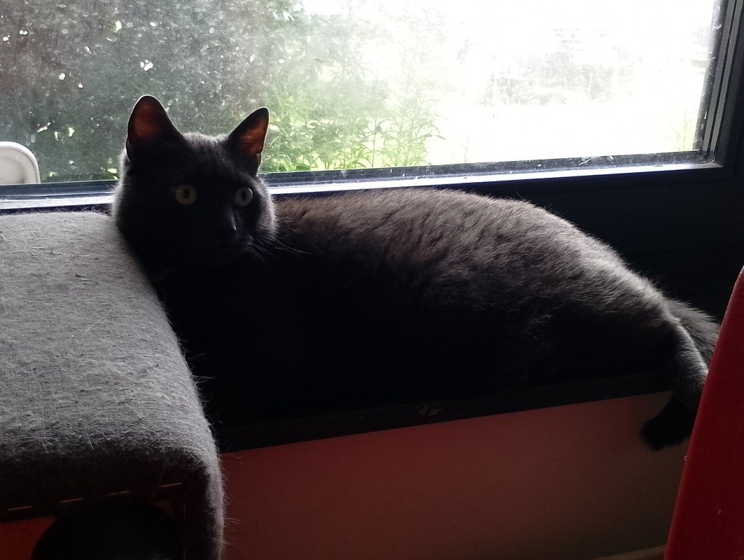 Muis