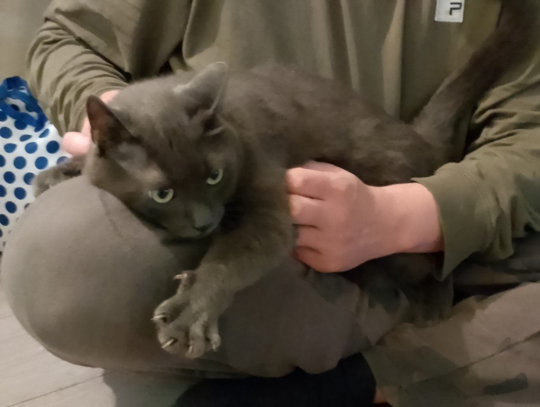 Muis