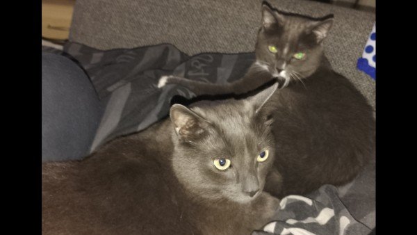 Muis
