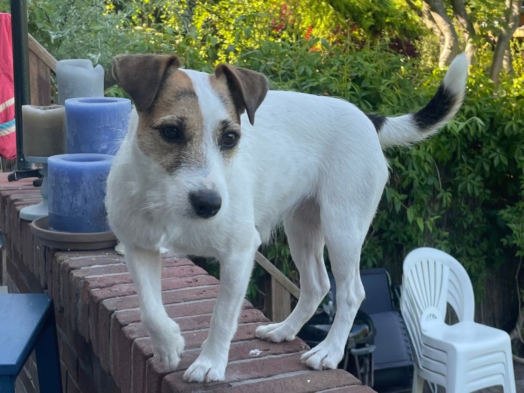 Pippa