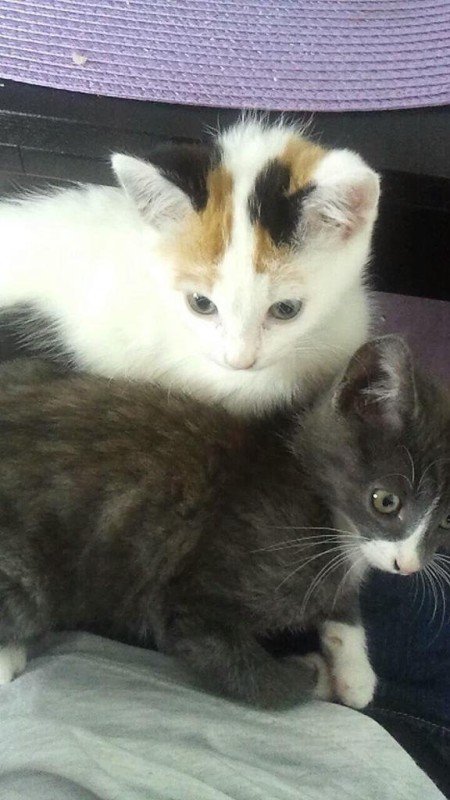 Pussy