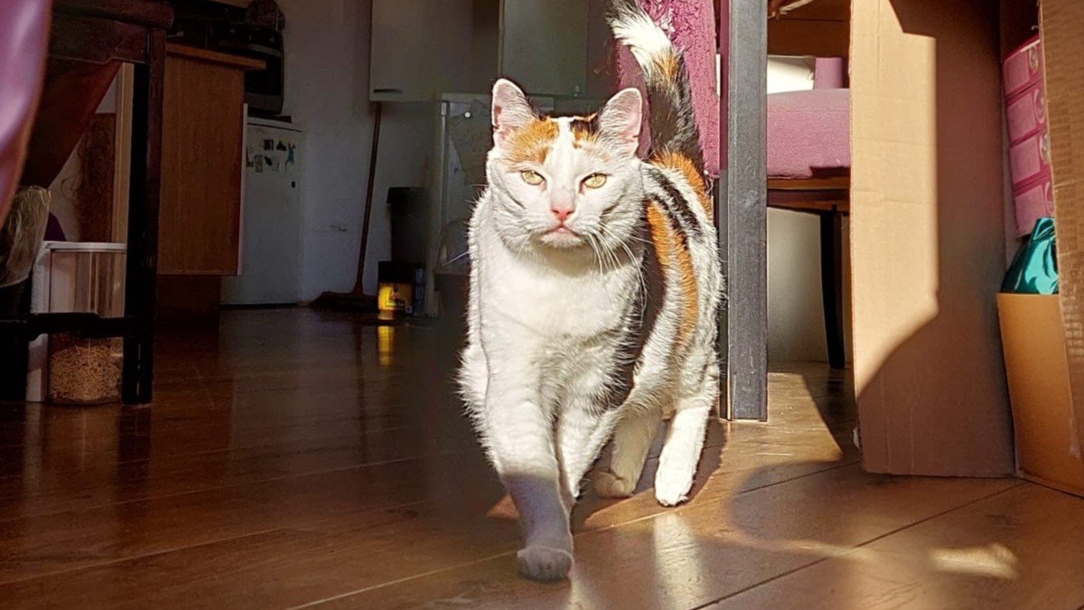 Pussy