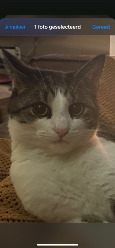 Mimi