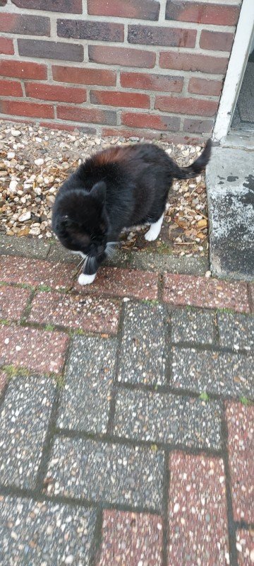 Kitty