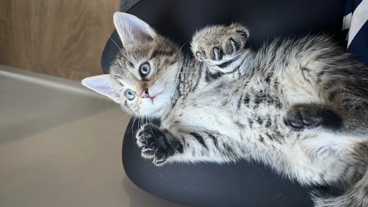 Gijs