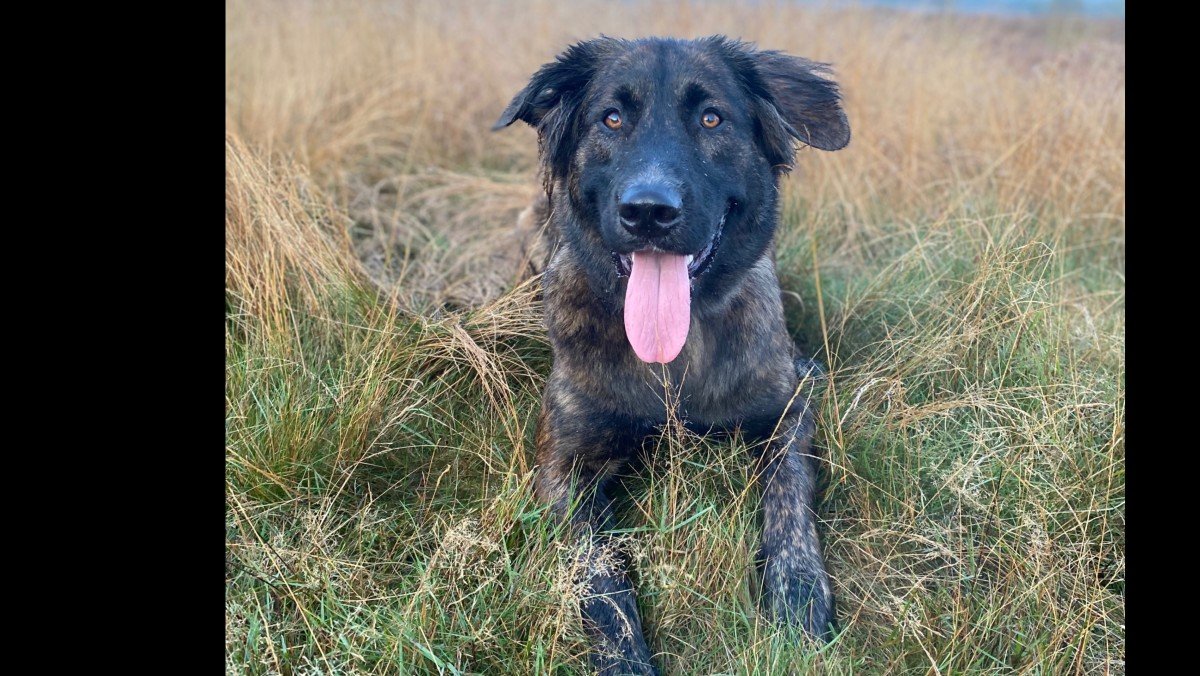 Kaya