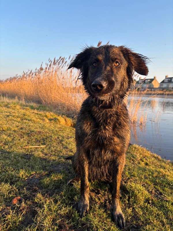 Kaya