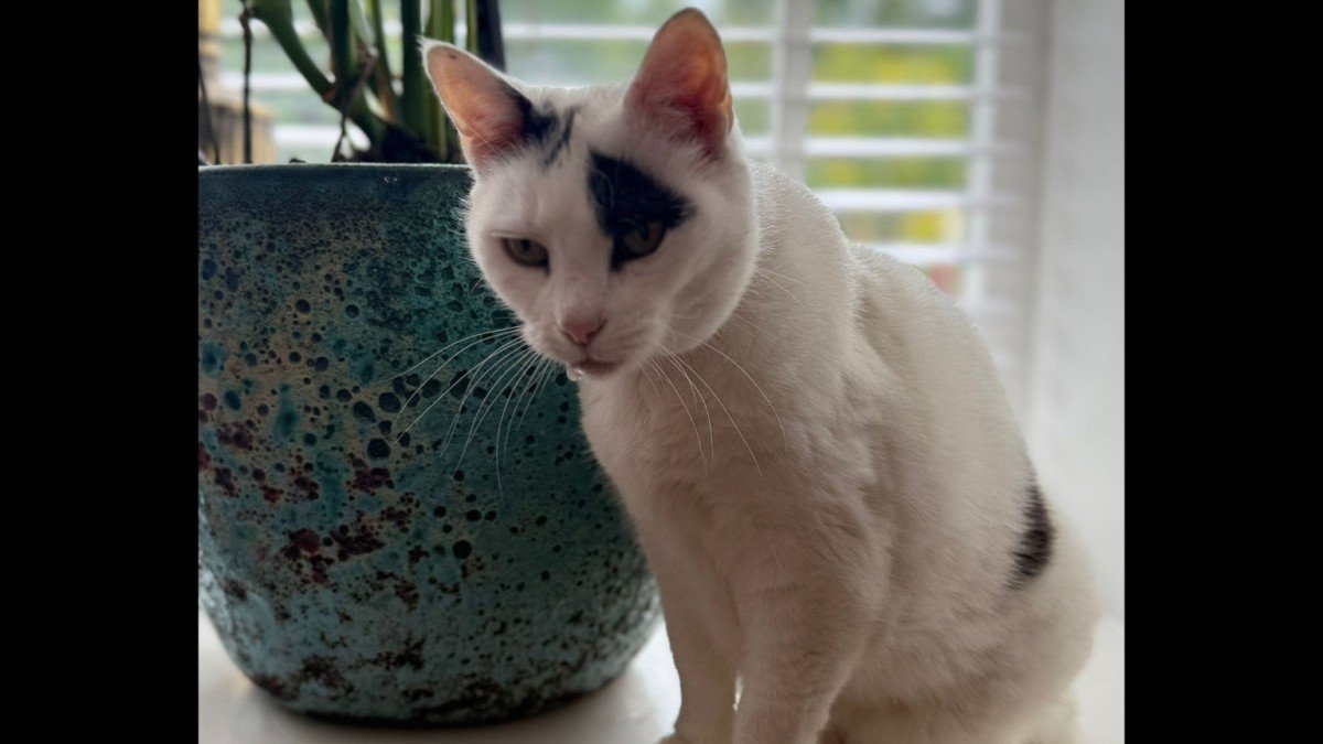 *SPOED* Kitty