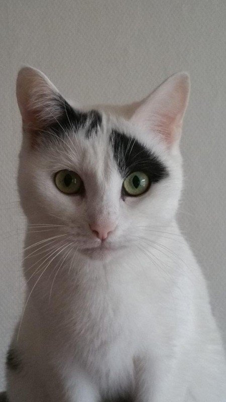*SPOED* Kitty