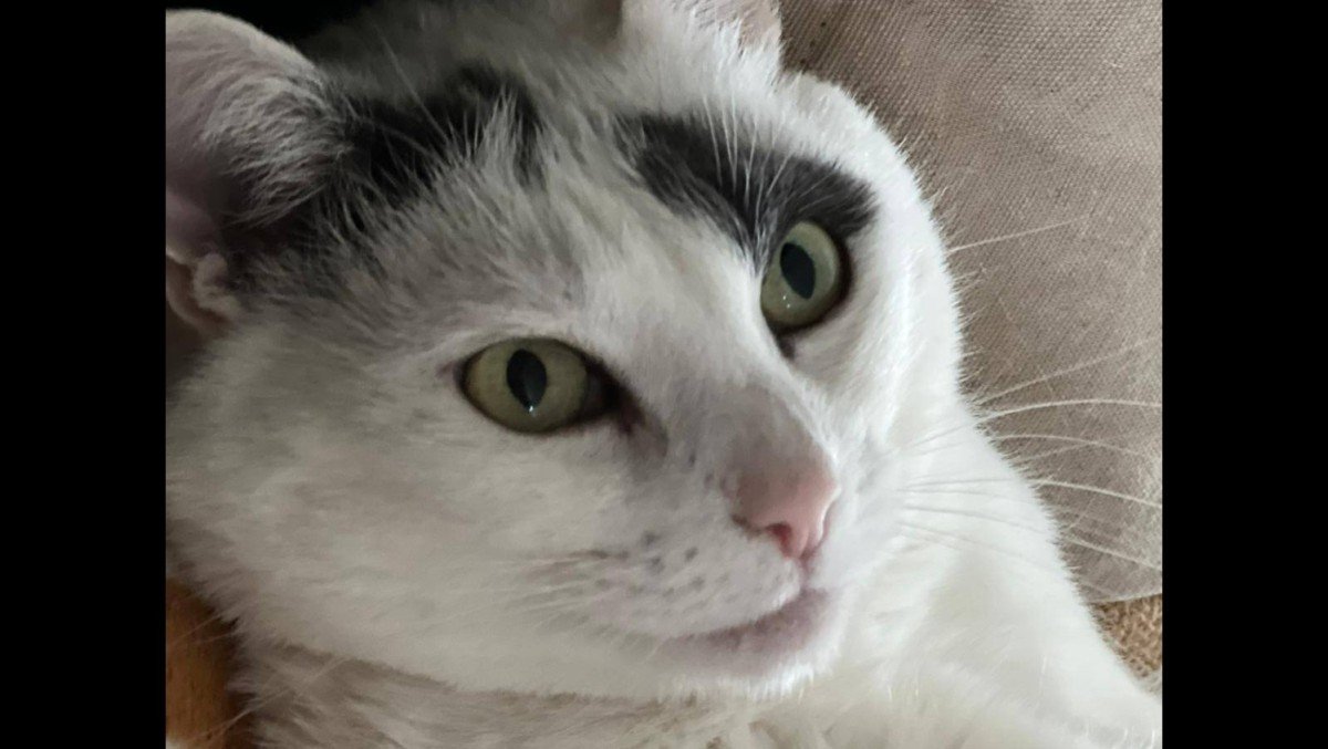 *SPOED* Kitty