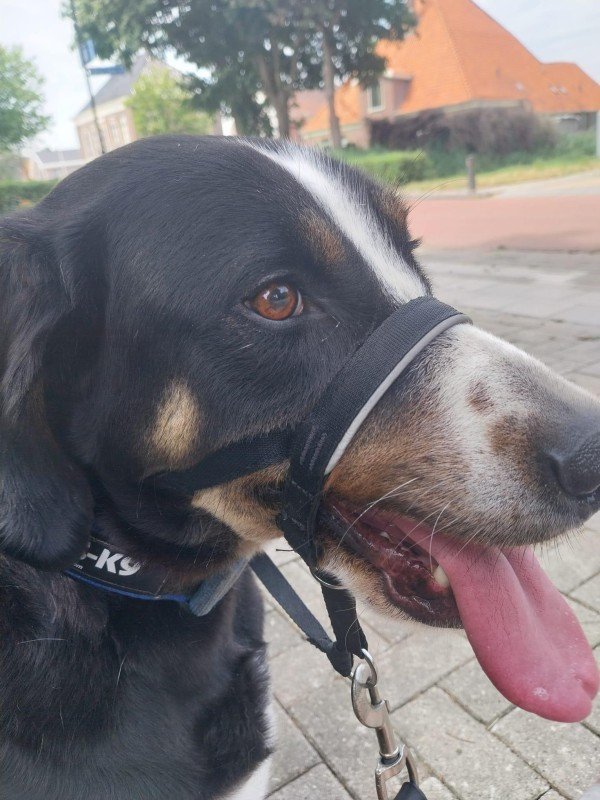 Max