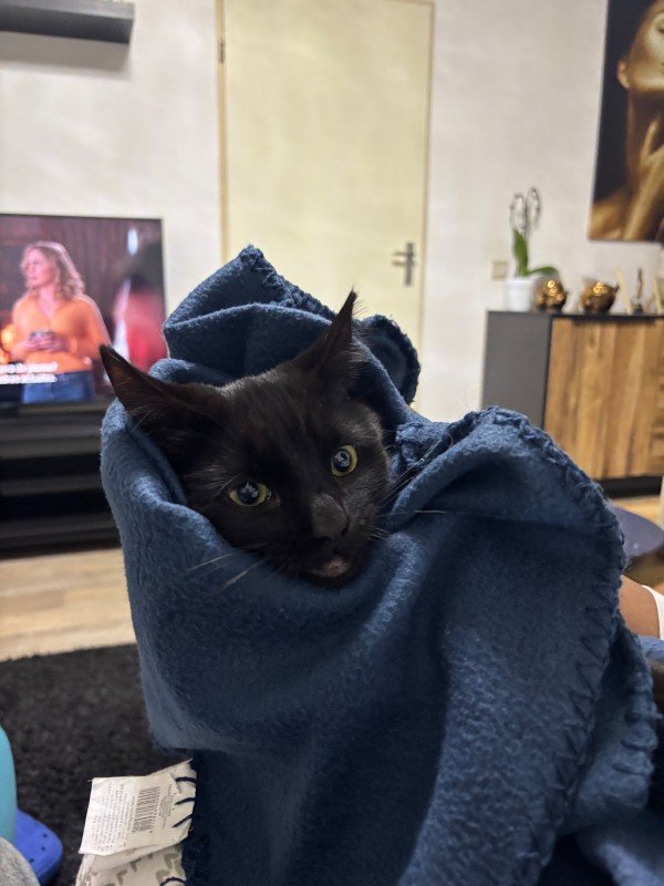 Archie
